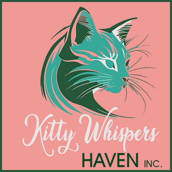 From injured outside kitty to CEO... - Kitty Whispers Haven | Facebook