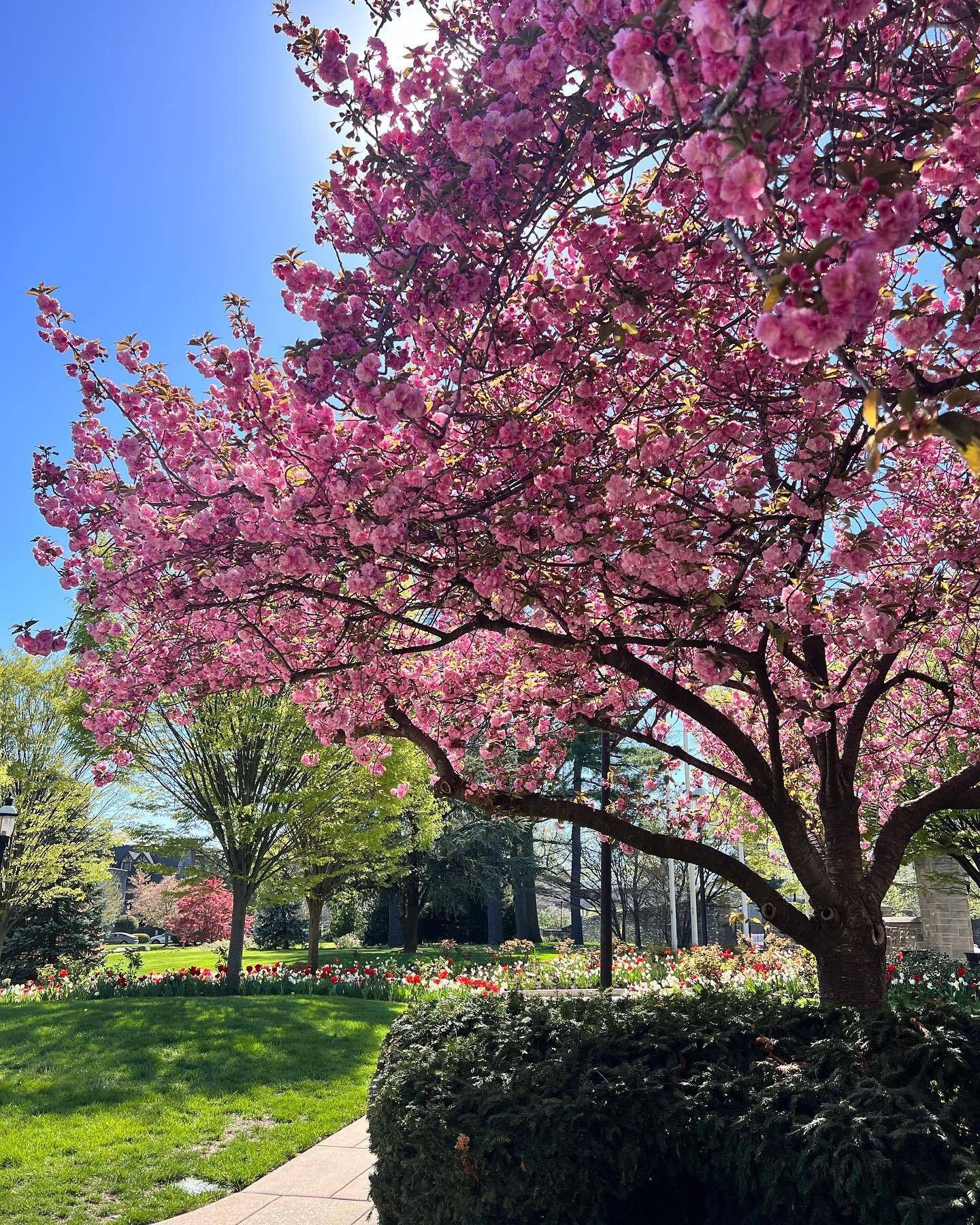 Do your thing, spring 🌸