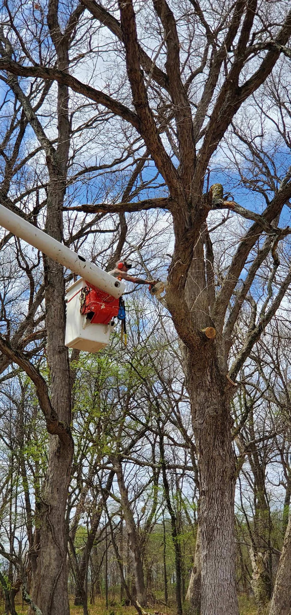 A1 Jamie's CUT RITE tree service | Knox IN