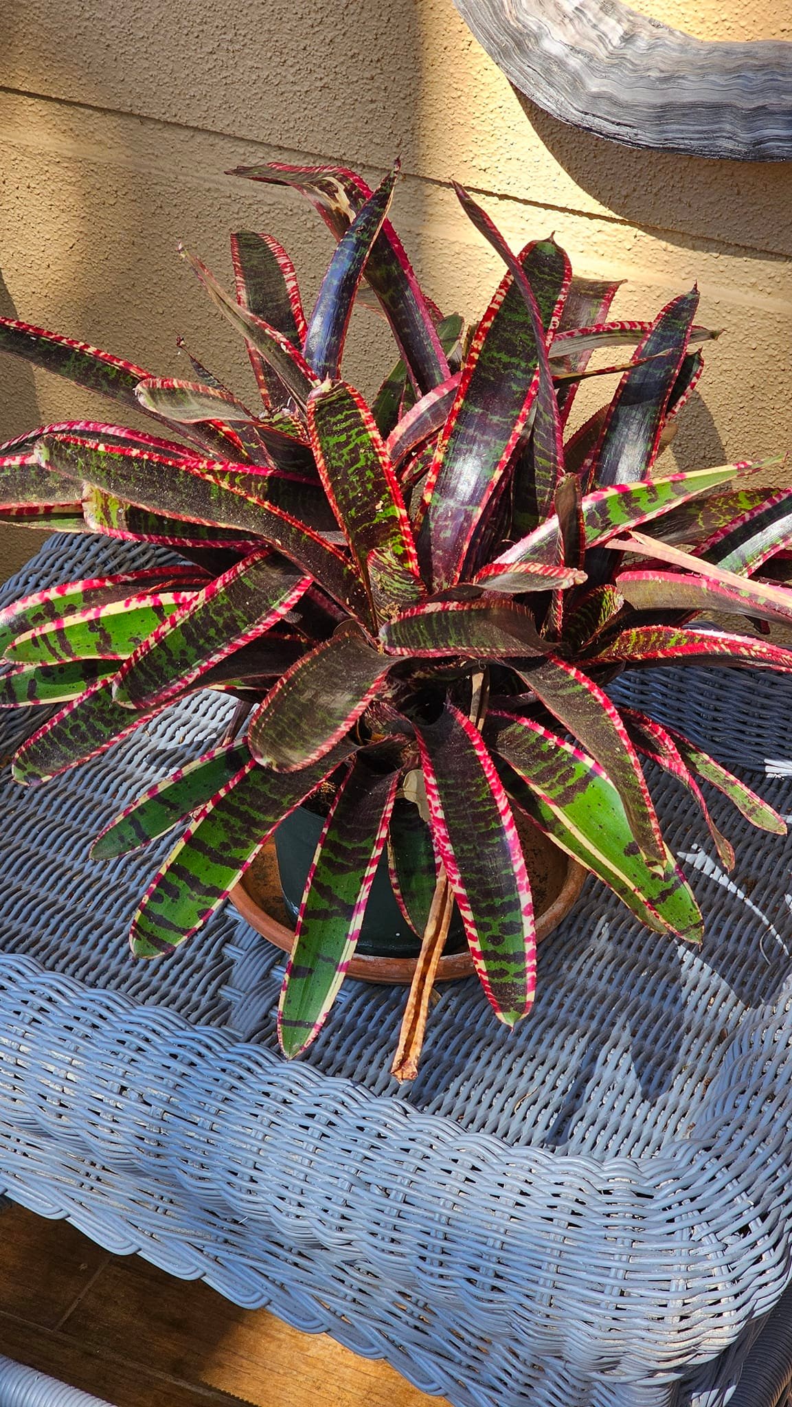 Neoregelia ブロメリア・エアープランツ Variegated Lucifer