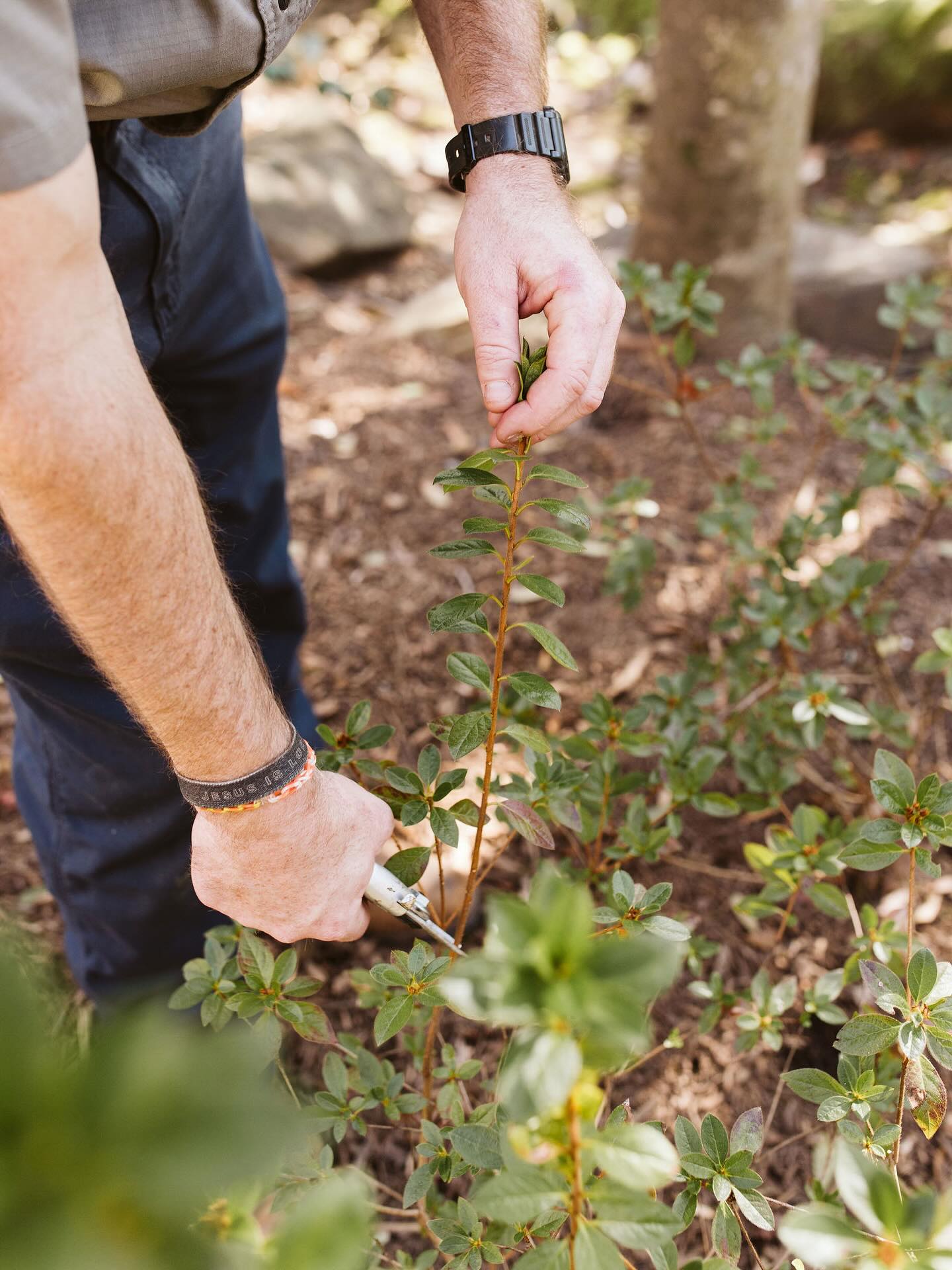 Ground - 🌳 Snip, trim, tidy—it’s pruning season! Prepping your trees ...