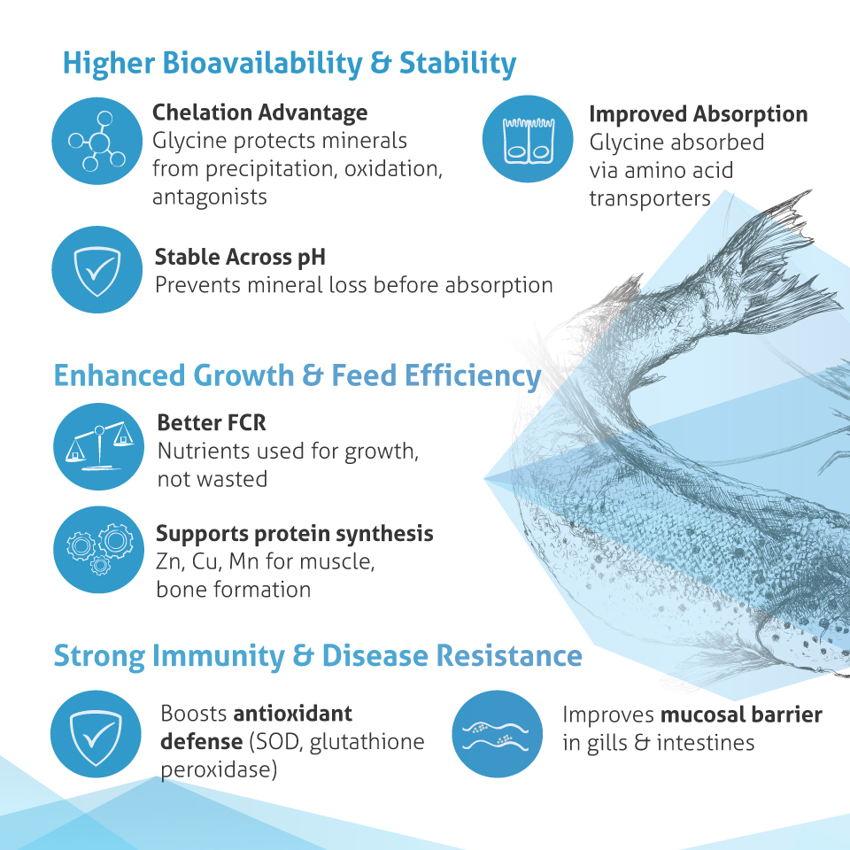 Five Benefits of Glycinate Trace Minerals in Aquaculture!🦐🐟 Glycinate trace minerals provide a highly bioavailable and stable source of essential nutrients for fish and shrimp. By binding minerals to the amino acid