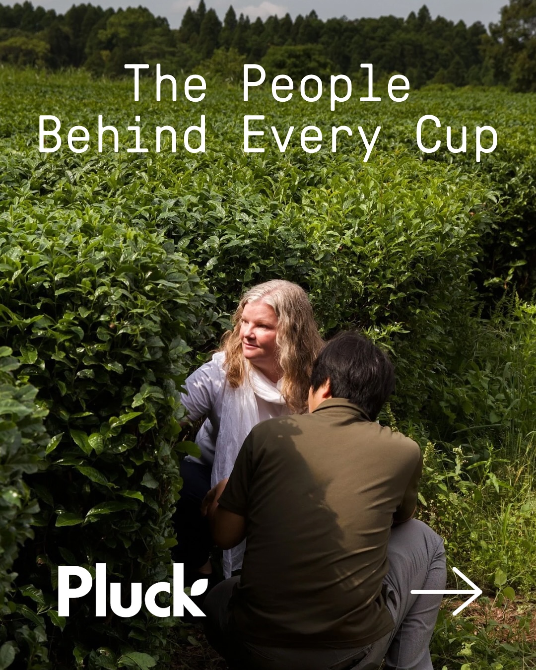 Pluck Tea - 🌎 Behind every cup of tea, there are people.... | Facebook