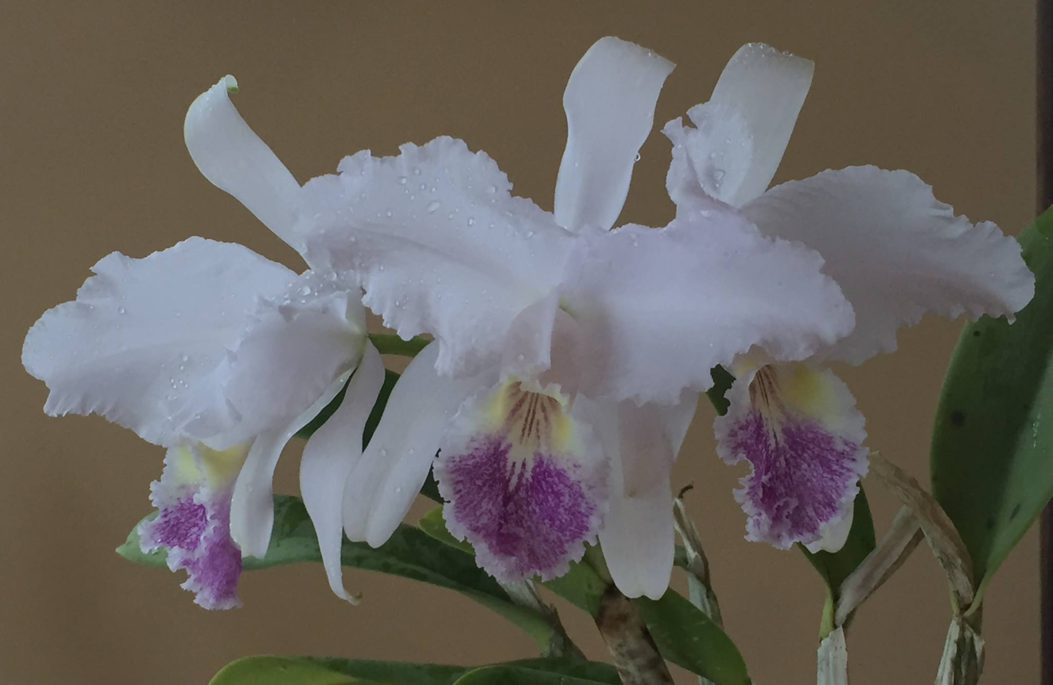 C.Lueddemanniana coerulea Venosa