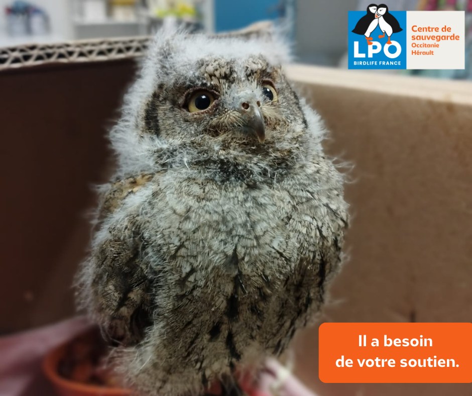 🙏 UNE CENTAINE D'ANIMAUX TOUJOURS EN SOINS AU CENTRE 🙏 👉 A ce jour, une ...