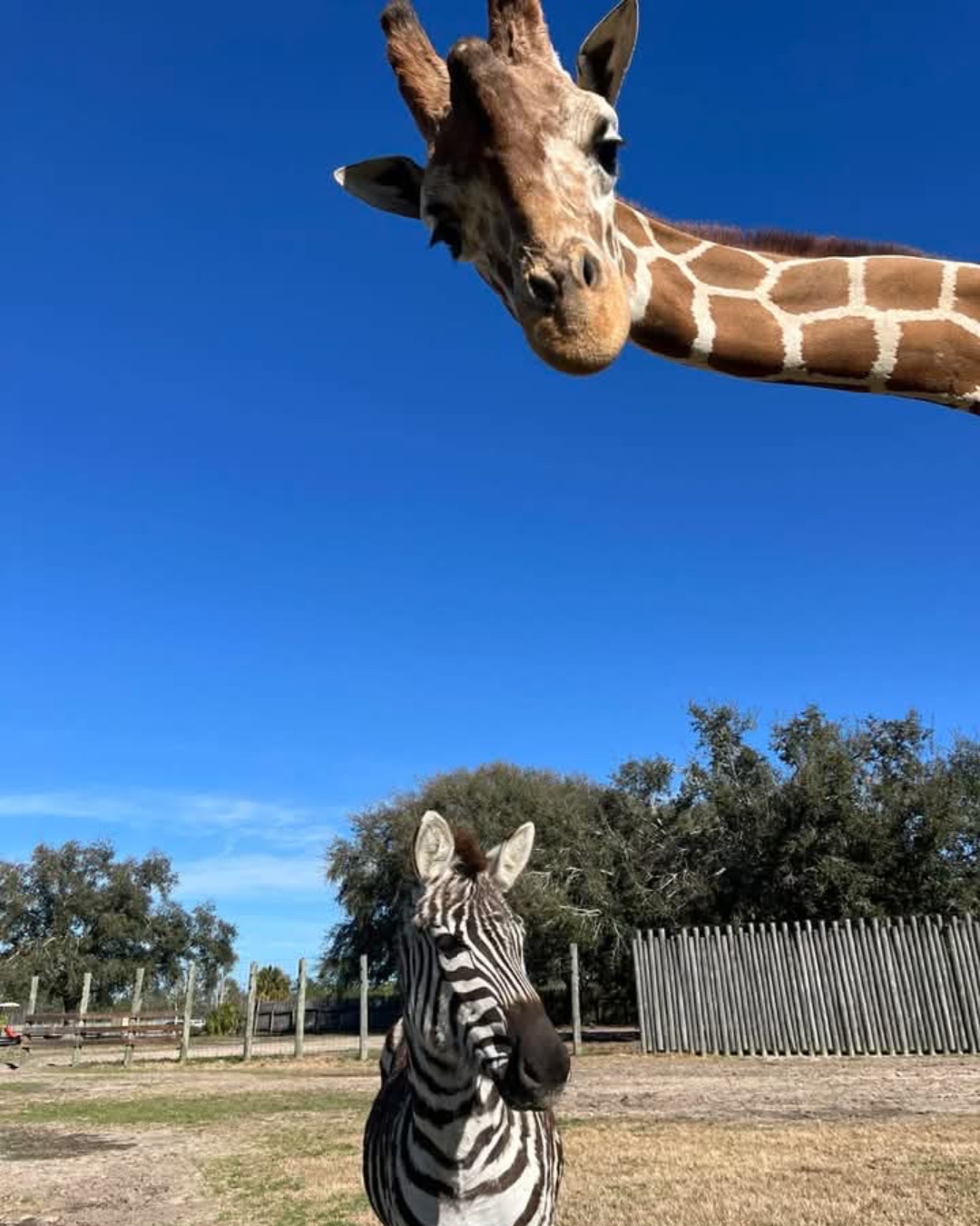 Bakari, the giraffe, and Kurtsie, the zebra, are an unlikely duo