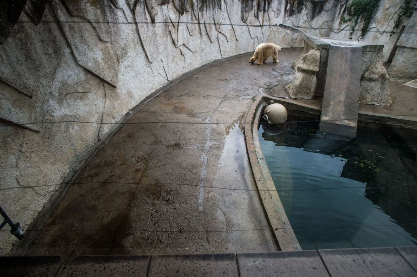 Animal - The latest news report on the Aalborg Zoo in Denmark asking ...