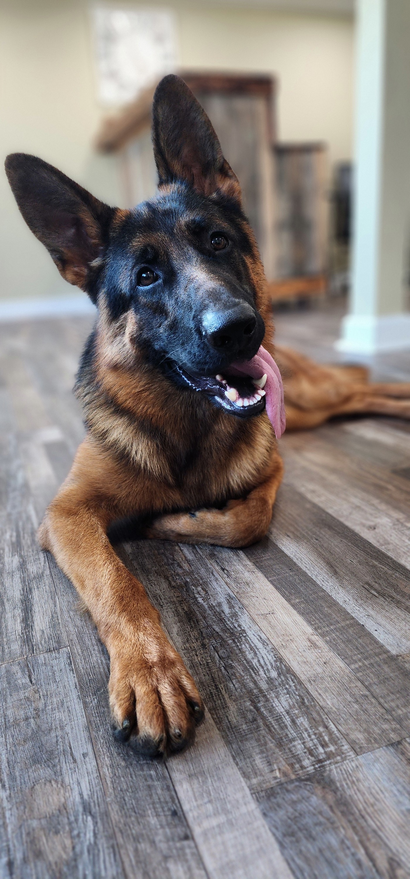 Country Canine Pet Salon | McMinnville TN