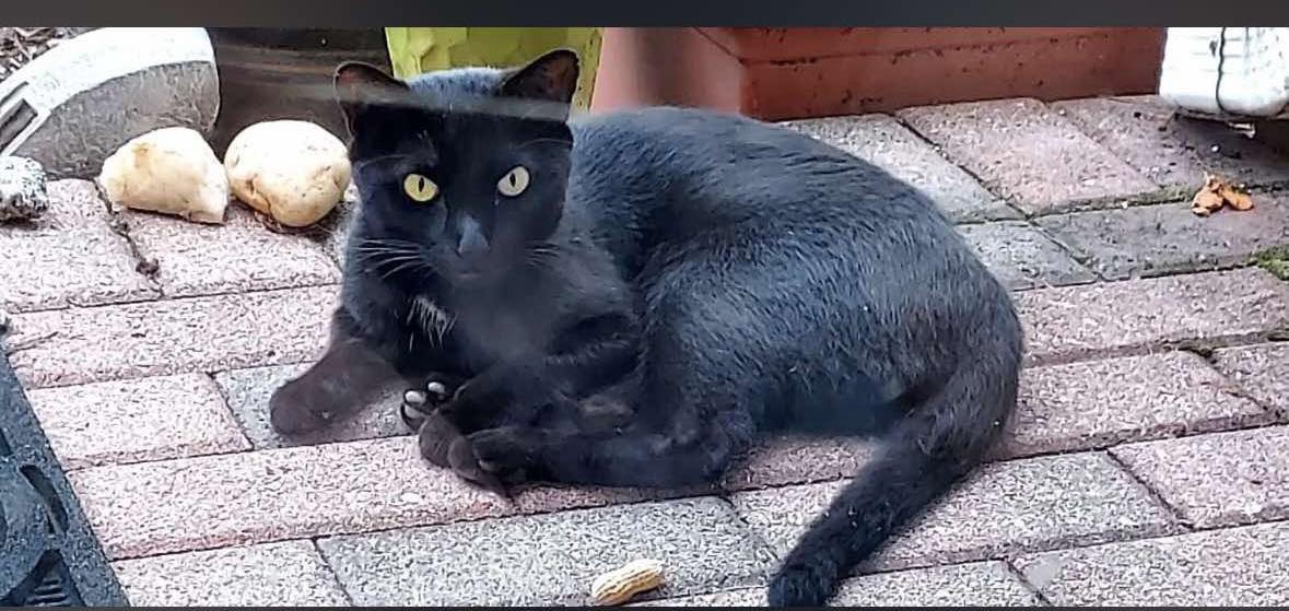Spotted-Woodbridge Any reports of a black cat missing?. This has