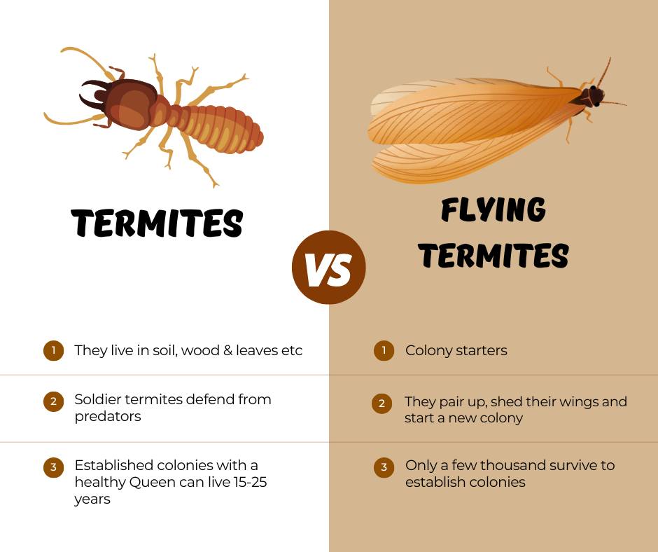 Swatapest - Termites 🪵 vs. Flying Termites 🪽 Termites work silently ...