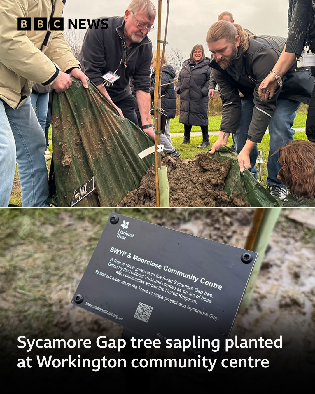 BBC - A sapling from the tree was awarded to Moorclose Community Centre ...