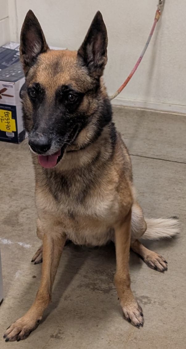 Friends - Euthanized for space CeCe #32266 male Brown 7-9 yrs. old 60 ...