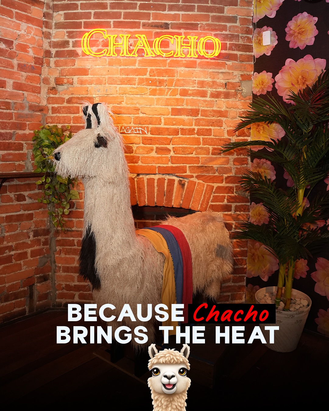 Chacho | Washington D.C. DC