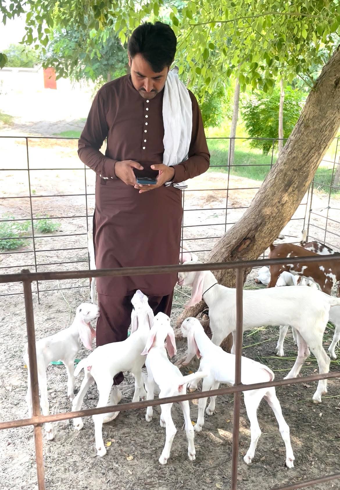 Haji Dairy & Cattle Farm | Lahore