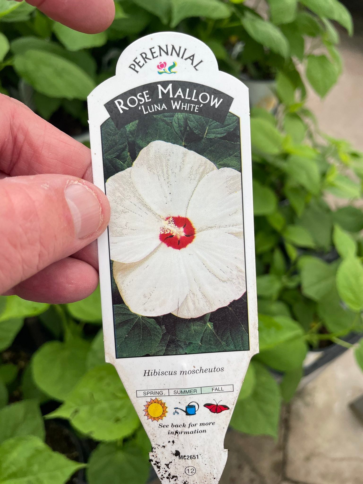 Luna seed propagated varieties of rose mallow type hardy hibiscus!