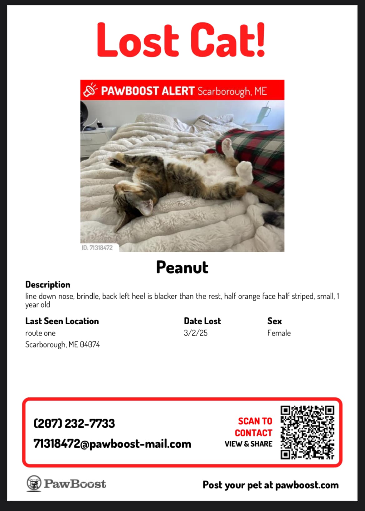 Help needed in Augusta to find a missing cat