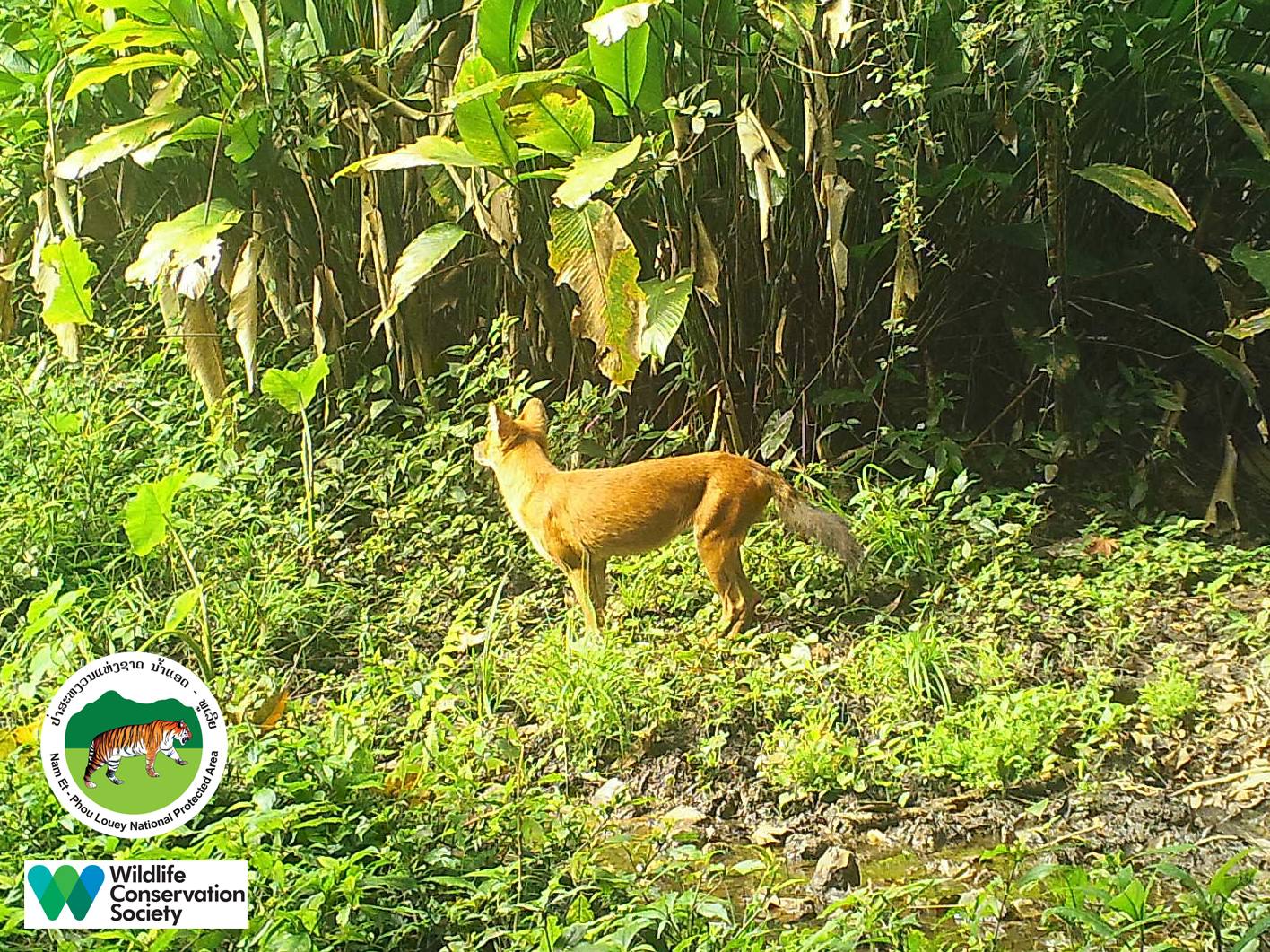 ອຸທິຍານແຫ່ງຊາດນໍ້າແອດ-ພູເລີຍ - Do you know what a dhole is? Join one of ...