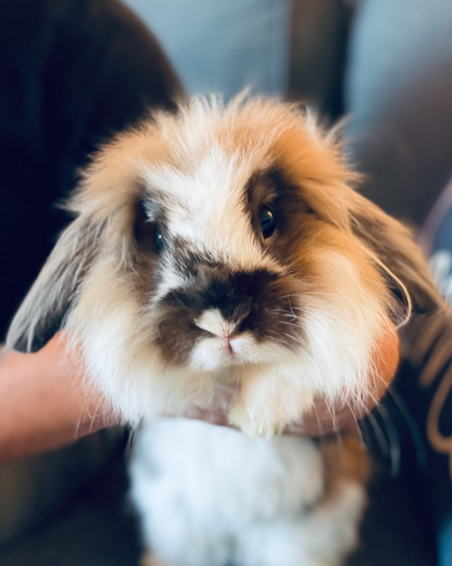 RabbitEARS - ***COMMUNITY POST*** Meet SIMBA and WENDY.... | Facebook