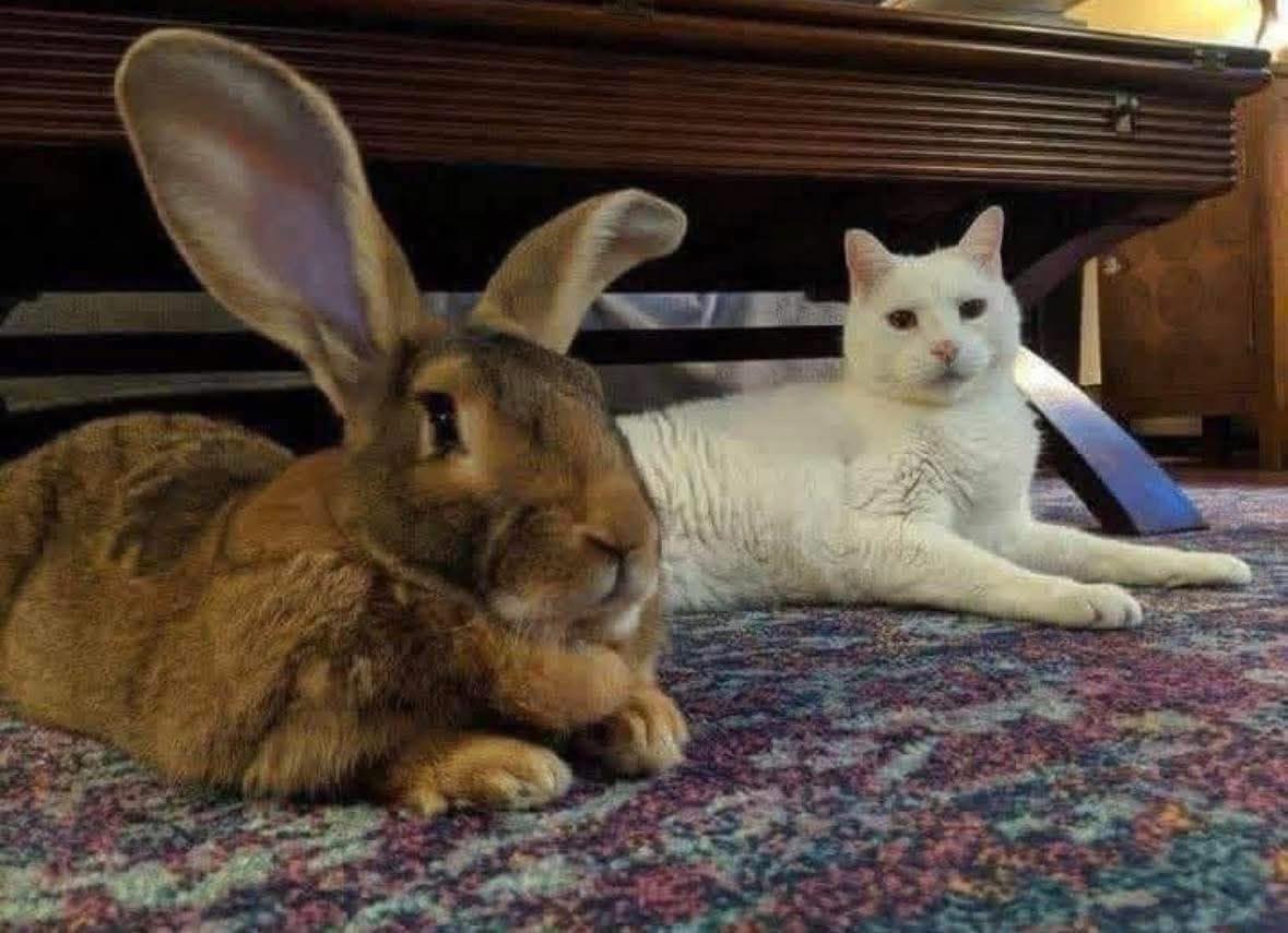 Weird, Fantastic and Amazing Things | Boo is still alive | Facebook