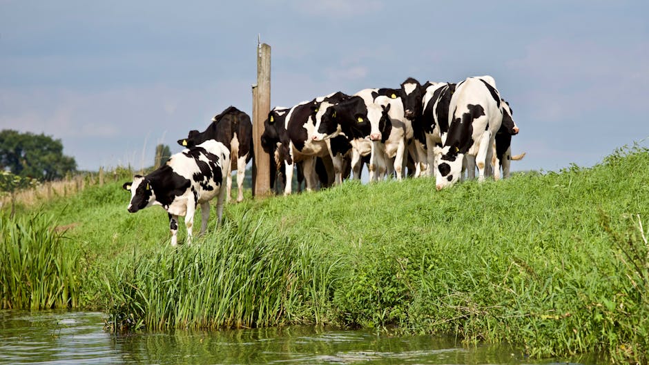 Livestock - 🐄 From cow-calf to packer, we're dedicated to transparency ...