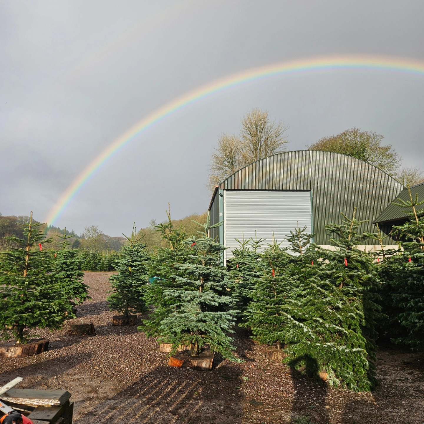Inniscarra Christmas Tree Farm | Cork