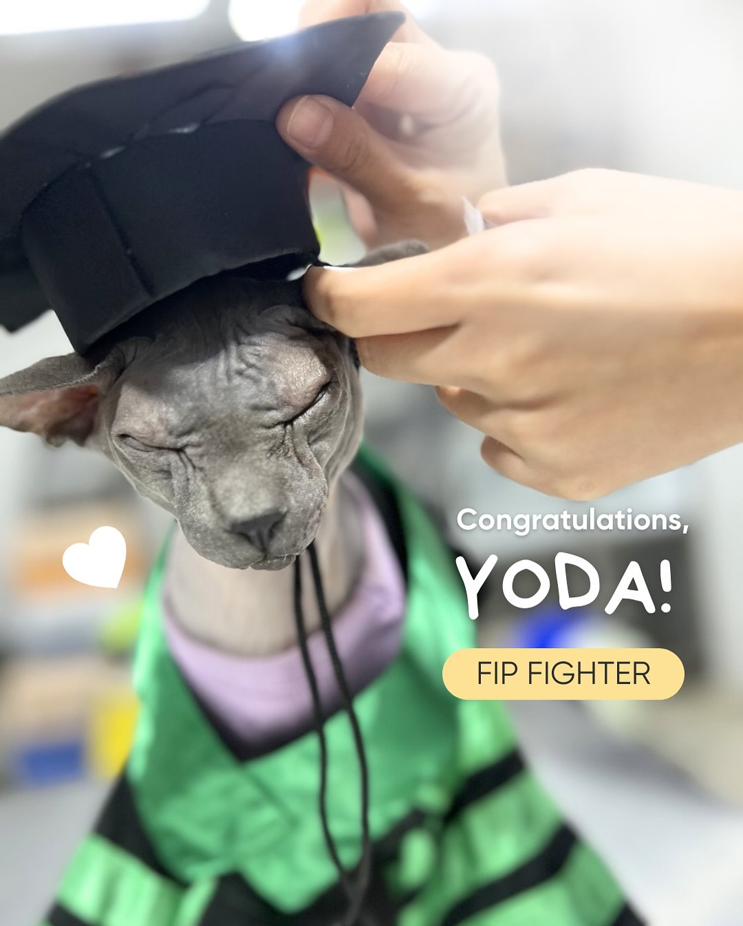 The Cat Clinic - Remember Yoda? The brave Sphynx FIP... | Facebook
