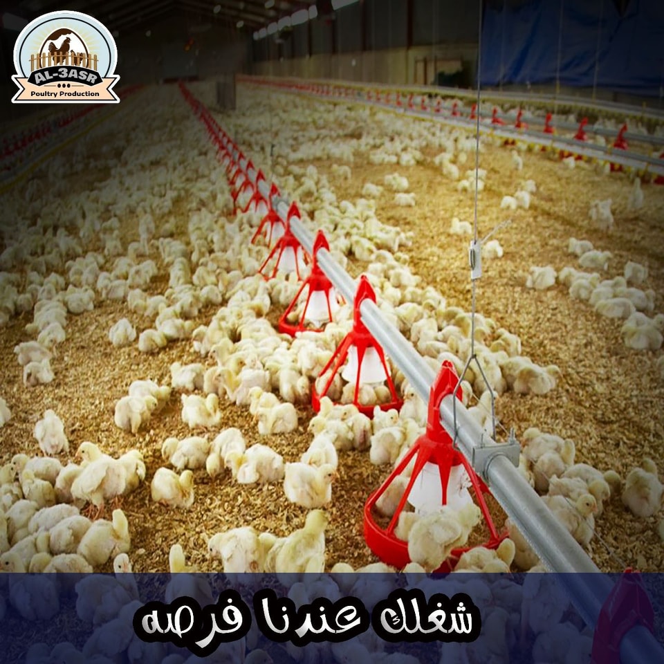 العصر للإنتاج الداجنى -Al3sr For Poultry Production | Kafr az Zayat