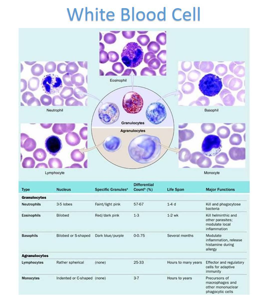 MED LAB ZONE - 🌺 Normal White Blood Cells 🌺 Share... | Facebook