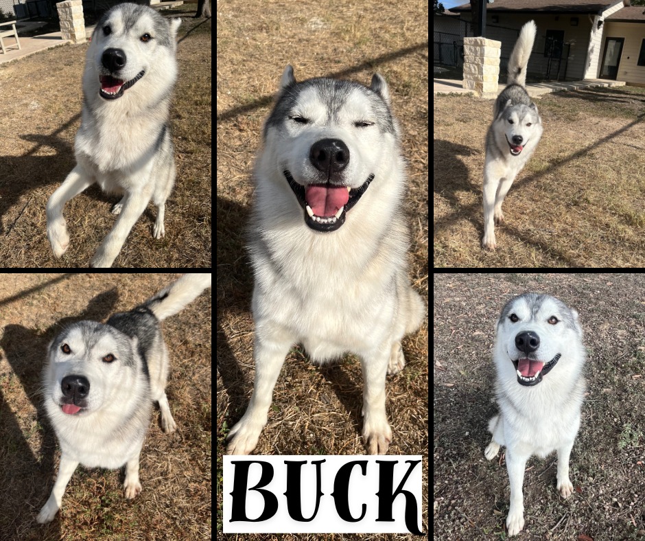 Universal - Buck’s dream is simple. He wants a yard to run in, a family ...