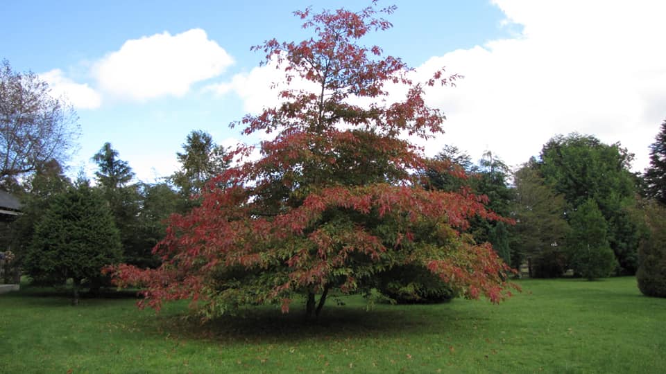 Roble americano o Encino: El encino... - Plantas El Boldal