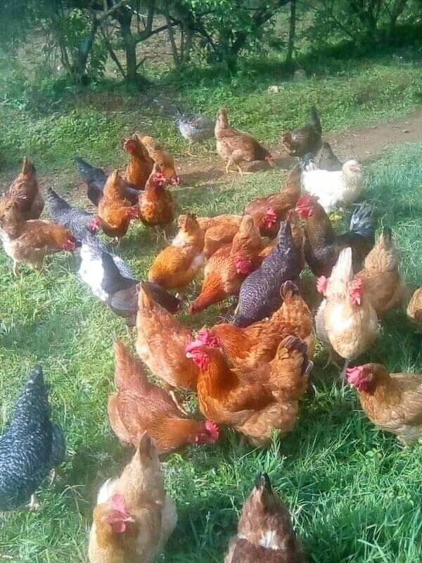 PURE KIENYEJI CHICKEN REARING | Name the materials used for vegetative ...