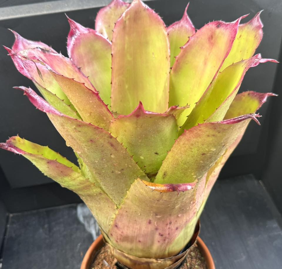 Aechmea brassicoides bromeliad with unique closed top