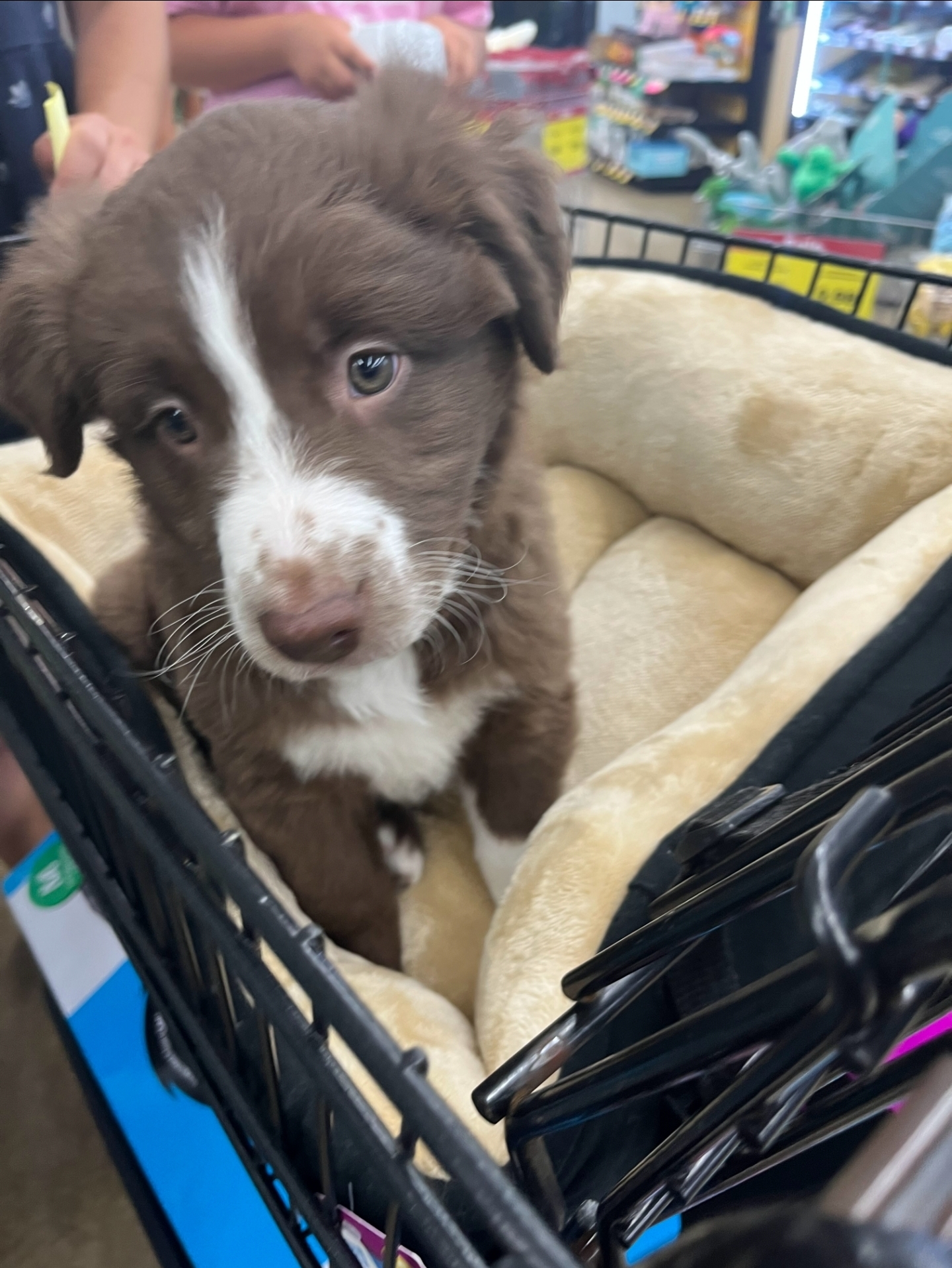 Craigslist Pets Knoxville Tn
