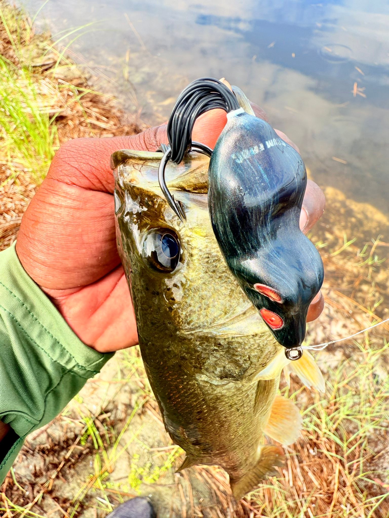 bass with lure in mouth Large Breaking Water Hook Photo Wall Picture 8x10 Art Print: Posters & Prints Outdoor Illinois Journal: Why Fly