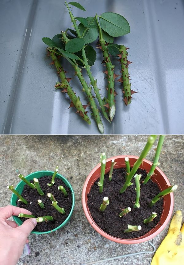 Multiply your favorite roses and... - Grandma's Life Hacks | Facebook