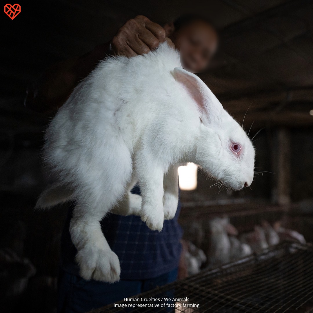 Did you know that rabbits are not... - The Humane League | Facebook