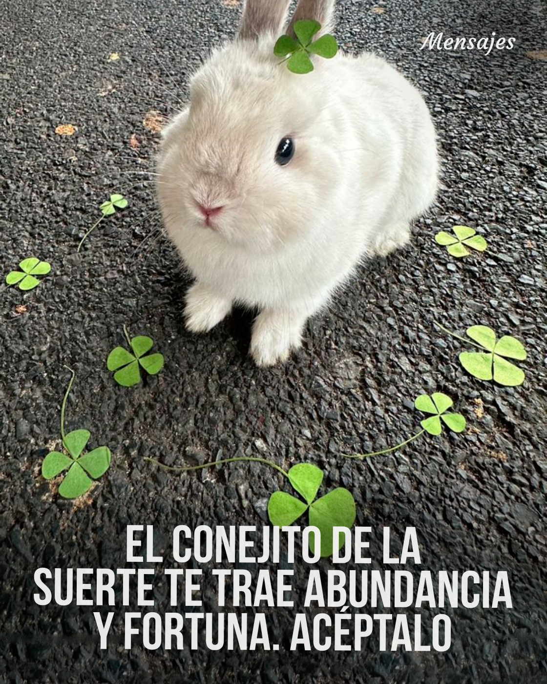 Mensajes - El conejito de la suerte te trae abundancia y fortuna ...