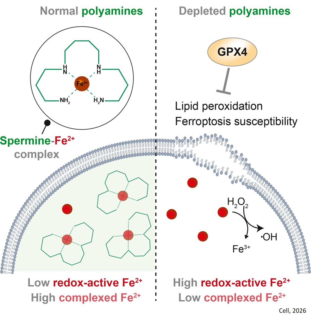 glutathione strips reddit Protecting cells from iron overload Iron is essential. Our cells need it to produce energy, carry oxygen throughout the body, and power countless chemical reactions that sustain life. But this metal has Wernicke's encephalopathy ghk-cu peptide interactions with Select Pack::180 Sachets