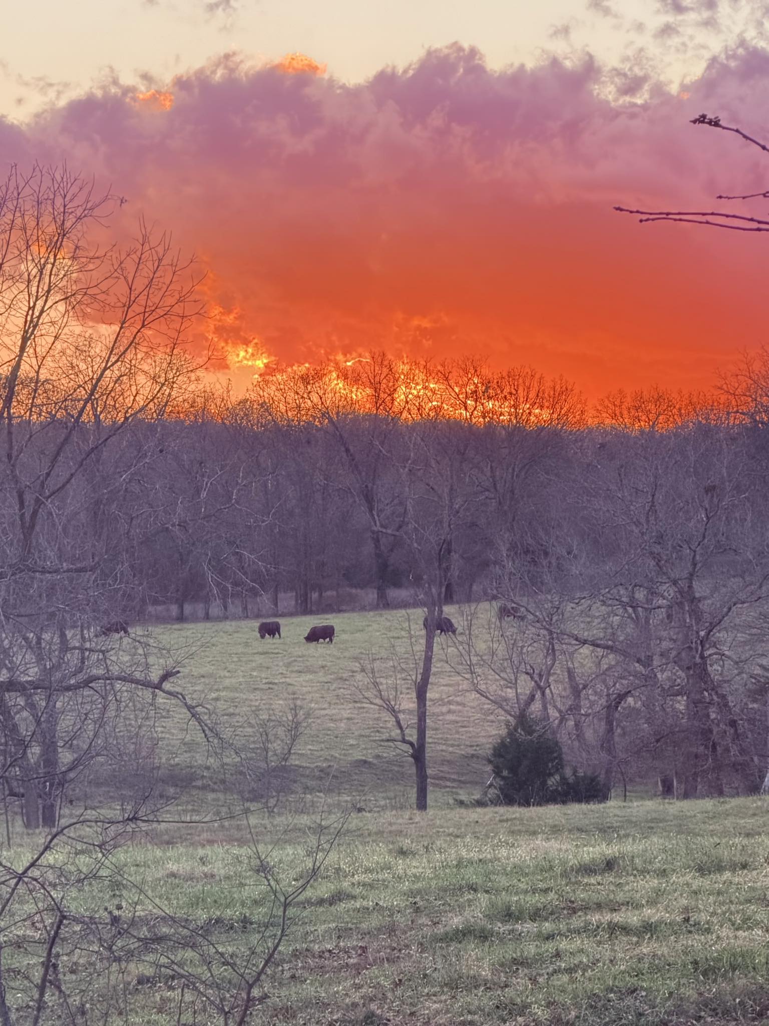 Clear Spring Ranch, Inc. | Mountain Grove MO