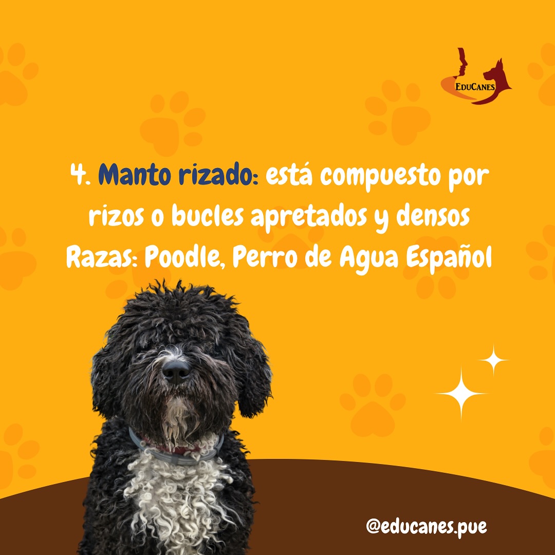 EduCanes... - EduCanes Centro Integral de Bienestar Canino