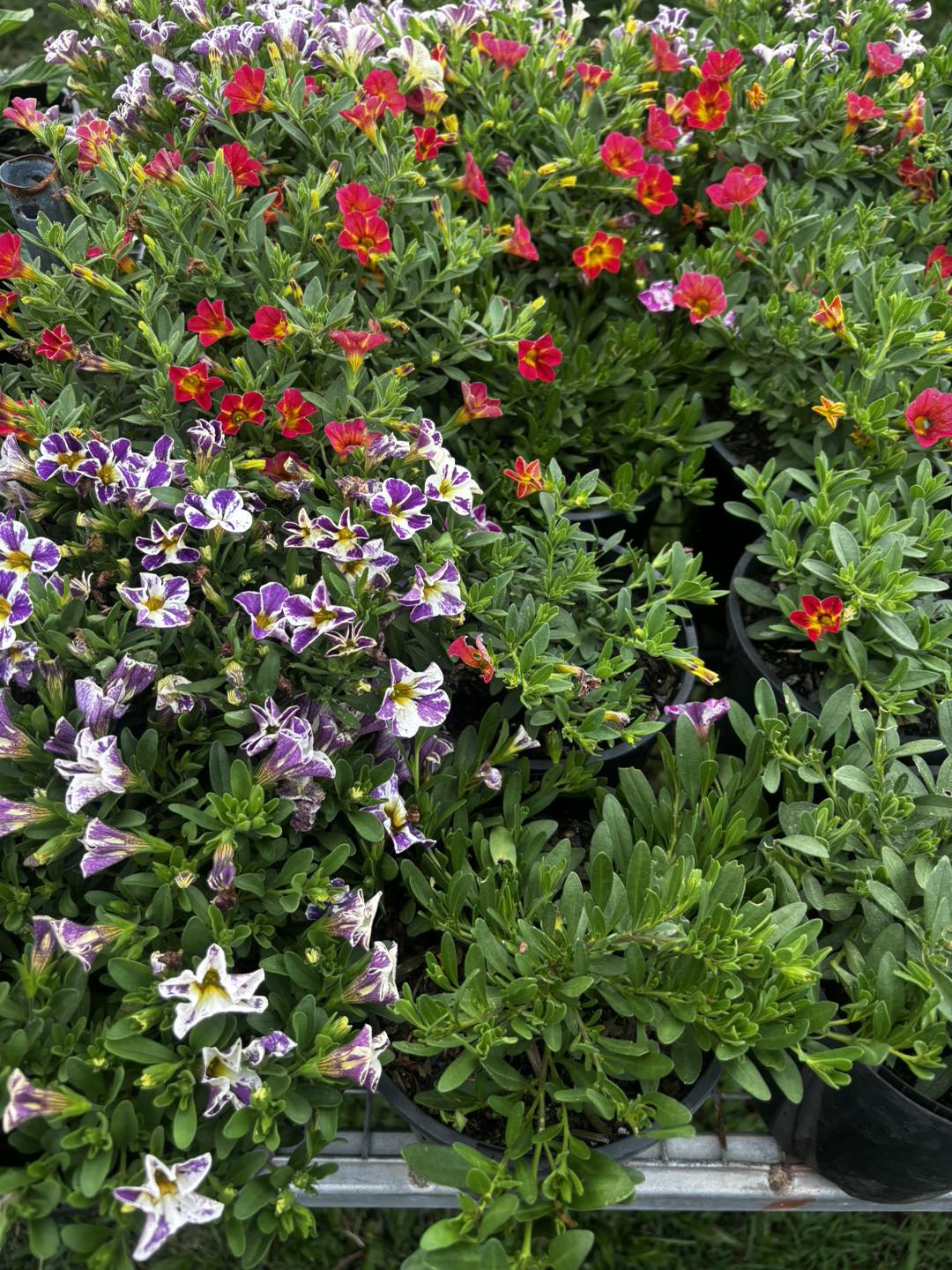 Northern Rivers Plants