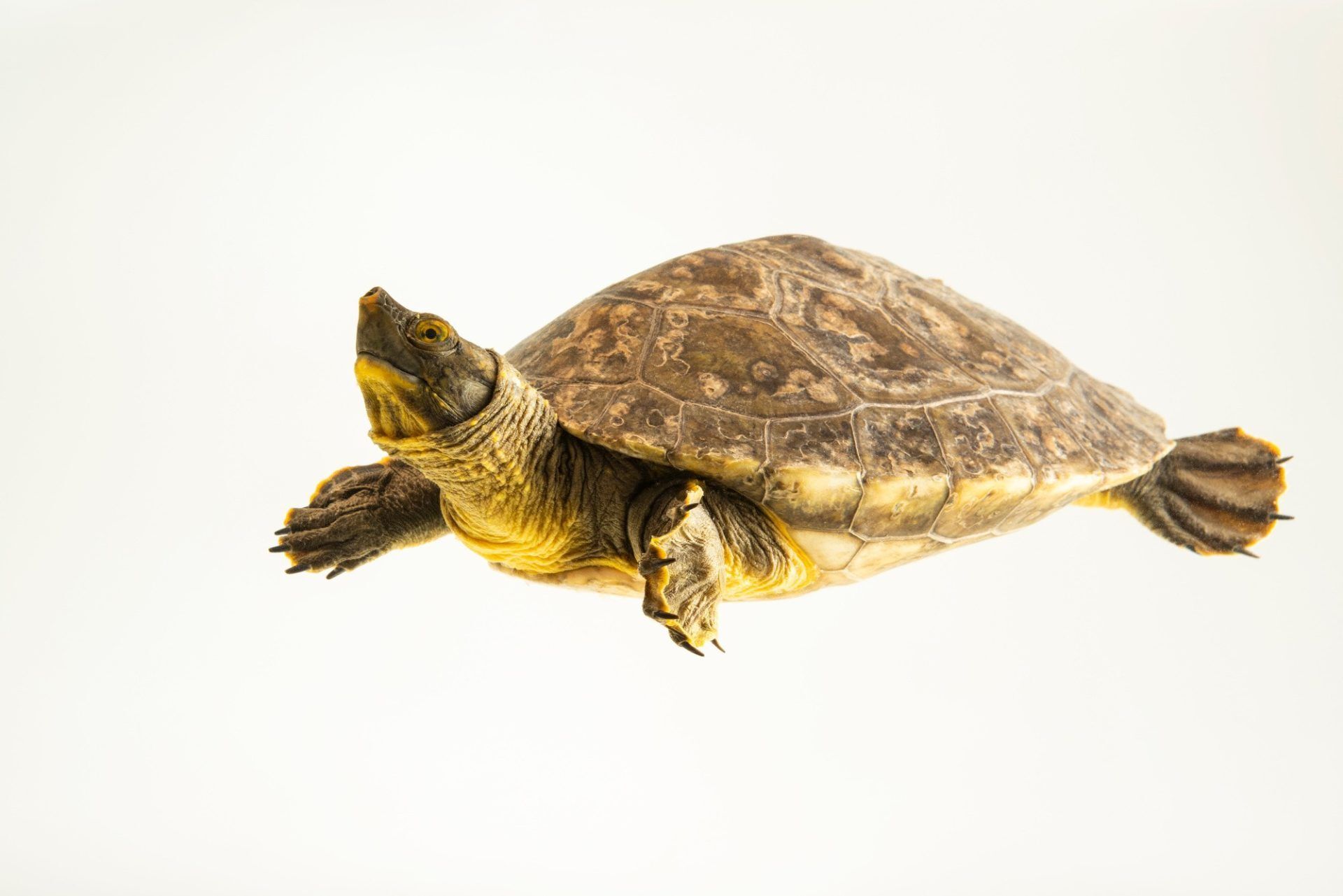 Joel - Sometimes known as a Hicatee turtle, the Central American river ...