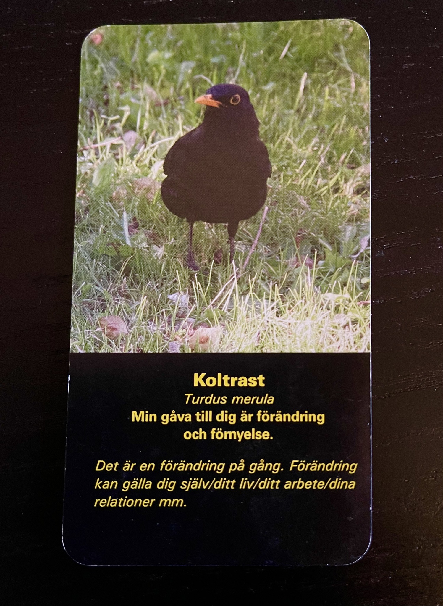 Solöga - Veckans djur är Trollslända Du har en stor andlig gåva ...