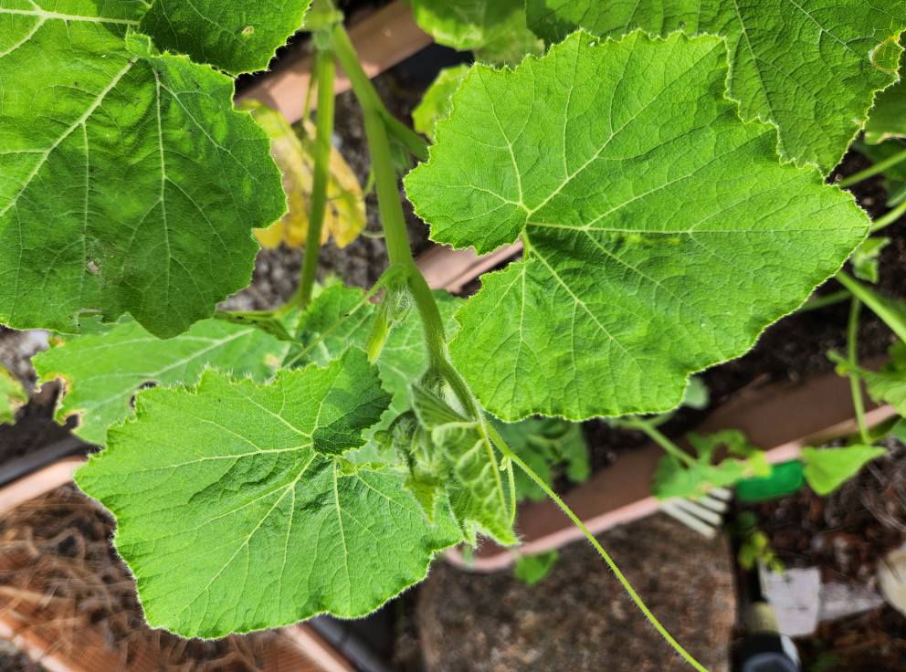 夢二の逸菜楽菜いっさいがっさい