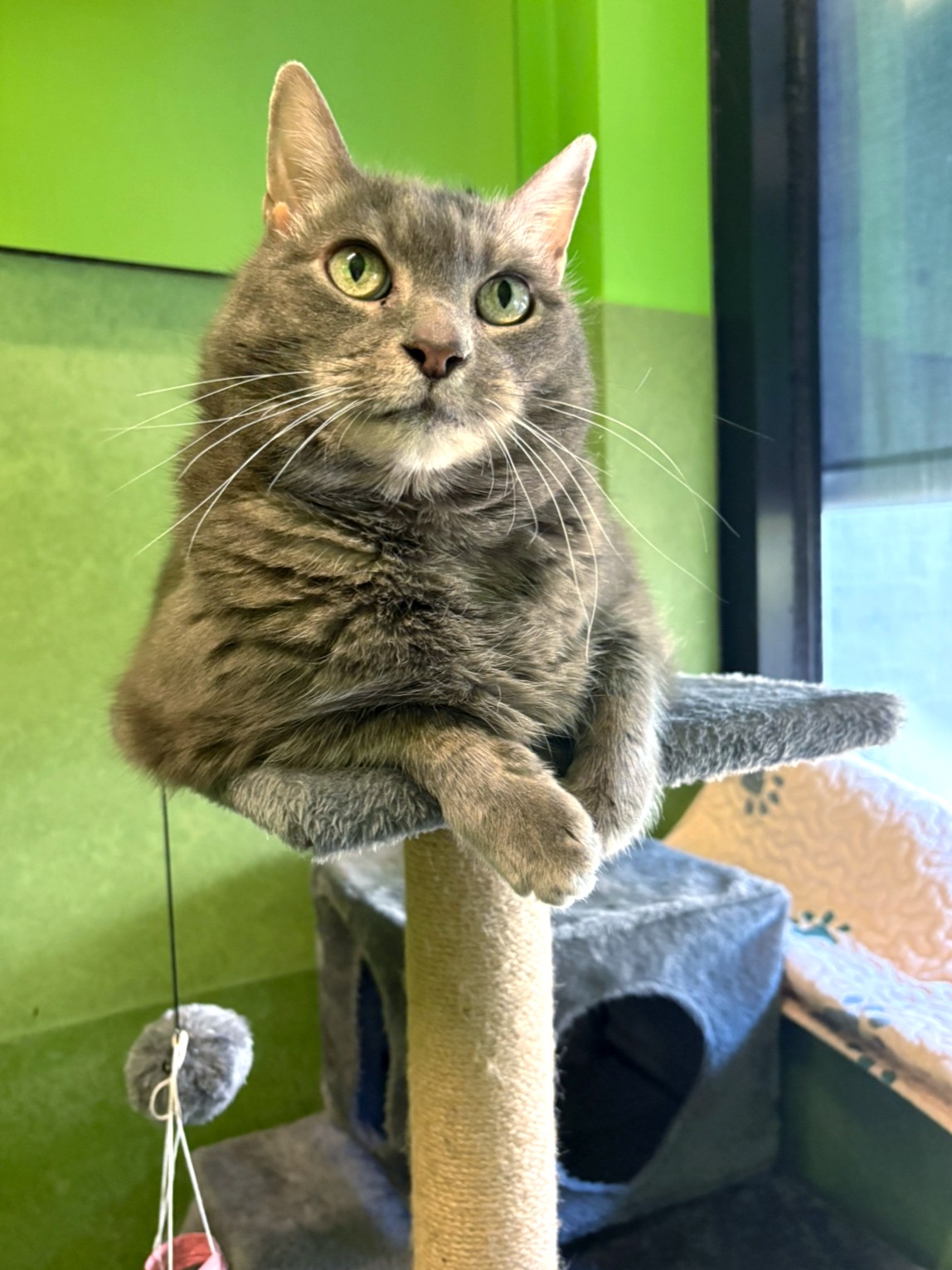 RSPCA - Smokey Pokey has been very brave in the shelter with us, she is ...