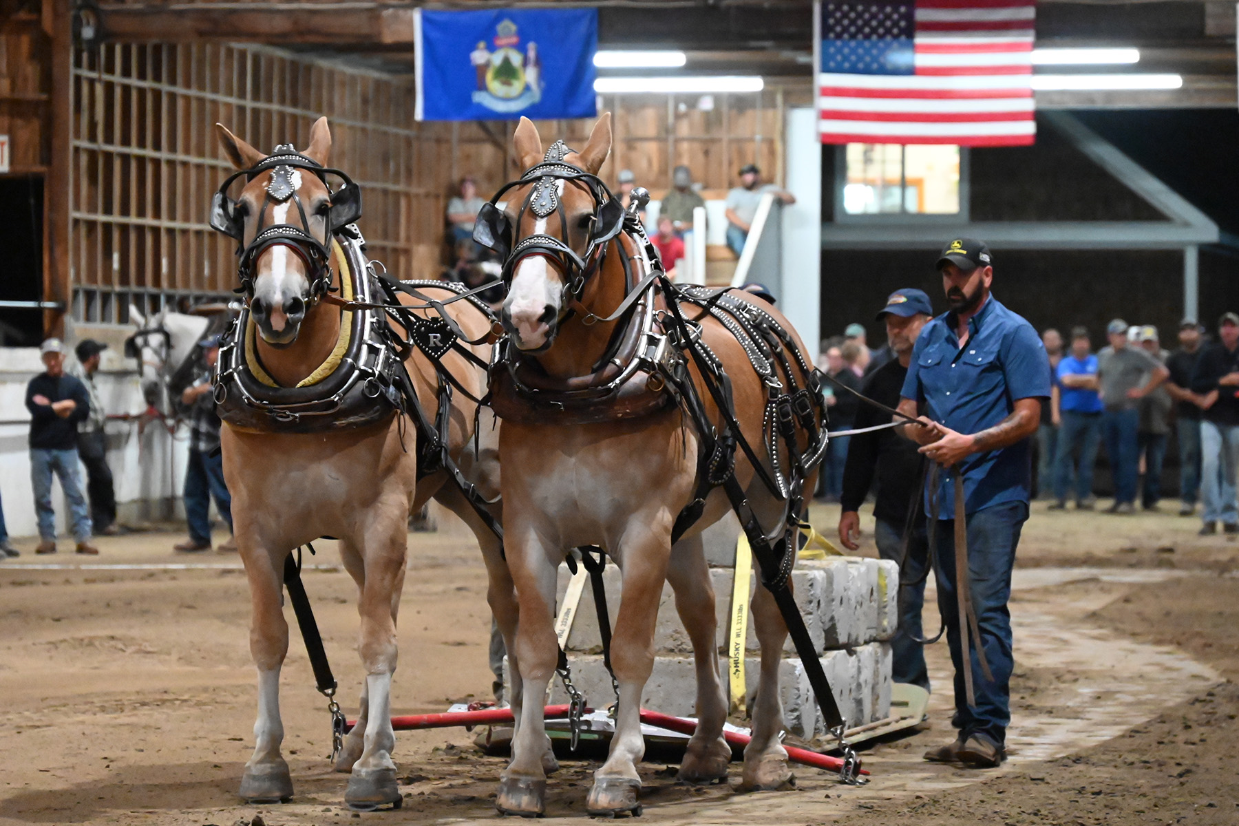Horse - Fryeburg Fair | Facebook