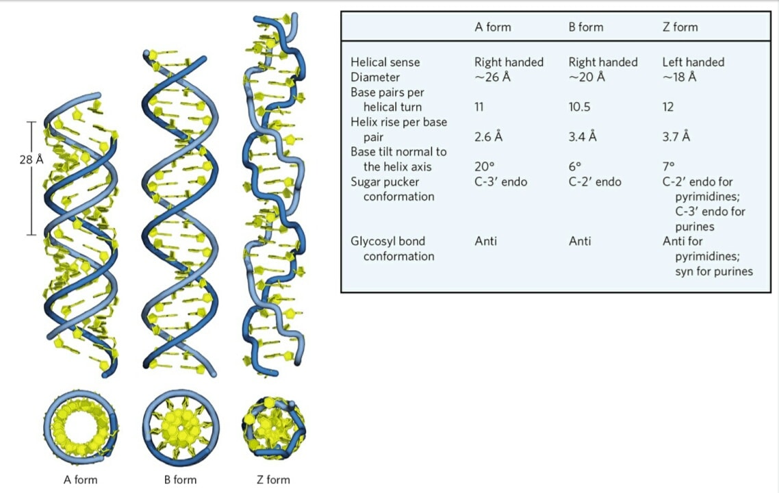 BM Biology - Comparison of A , B and Z forms of DNA | Facebook