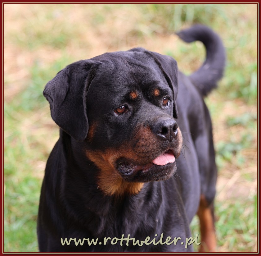 Nice And Lovely FCI - rottweiler | Miechów
