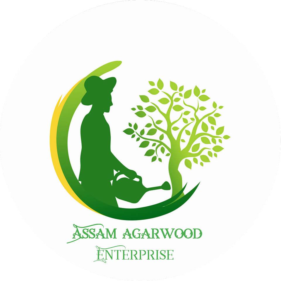 Black cardamom plant available | Elaichi plants available at wholesale ...