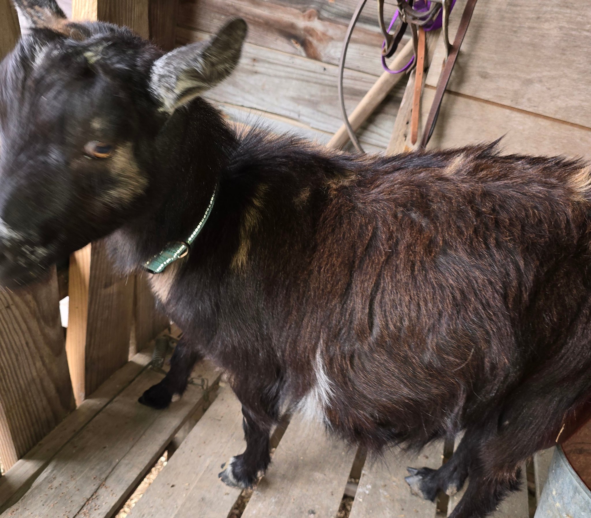 Free goats for adoption | Facebook